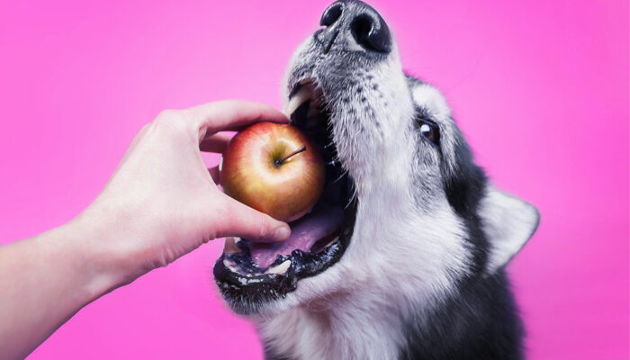 7 human foods safe for consumption by dogs