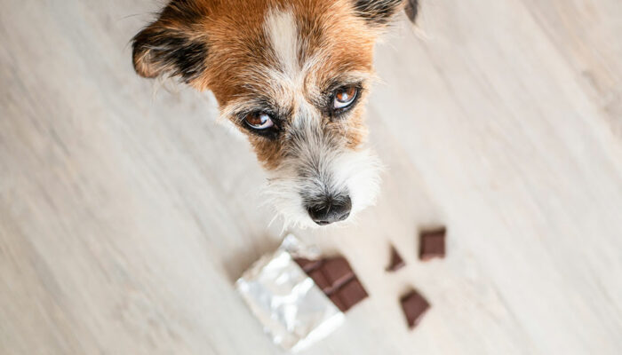 9 foods that are harmful for pets