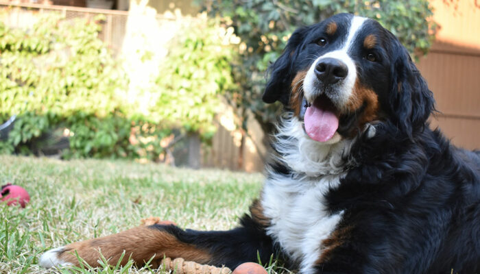 10 science-based benefits of having a dog